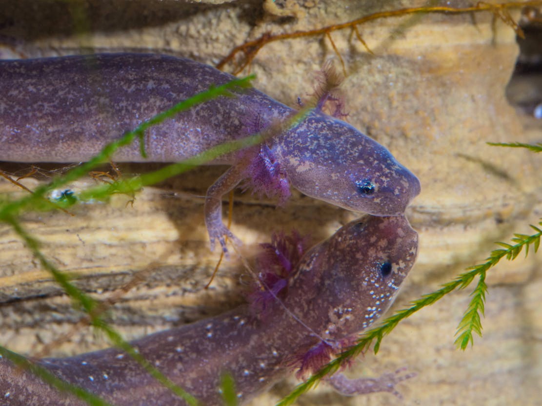 2016.05.11 - Barton Springs Salamanders - Texas - Ryan Hagerty USFWS